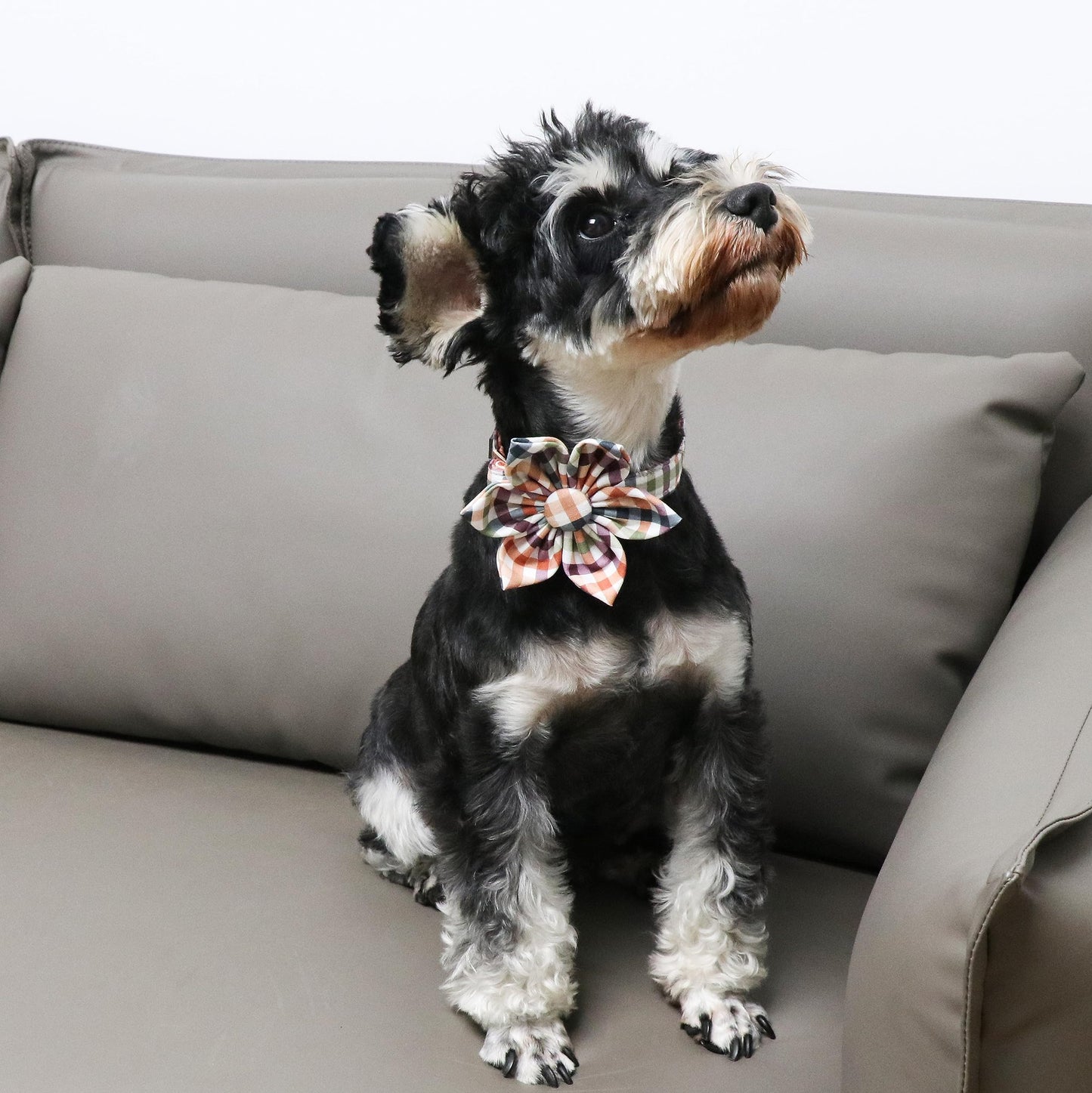 Unique Style Paws Cotton Dog Collar with Bow Halloween Pumpkin Plaid Dog Collar with Bow Tie for Small Medium Large Dogs Pets Gifts