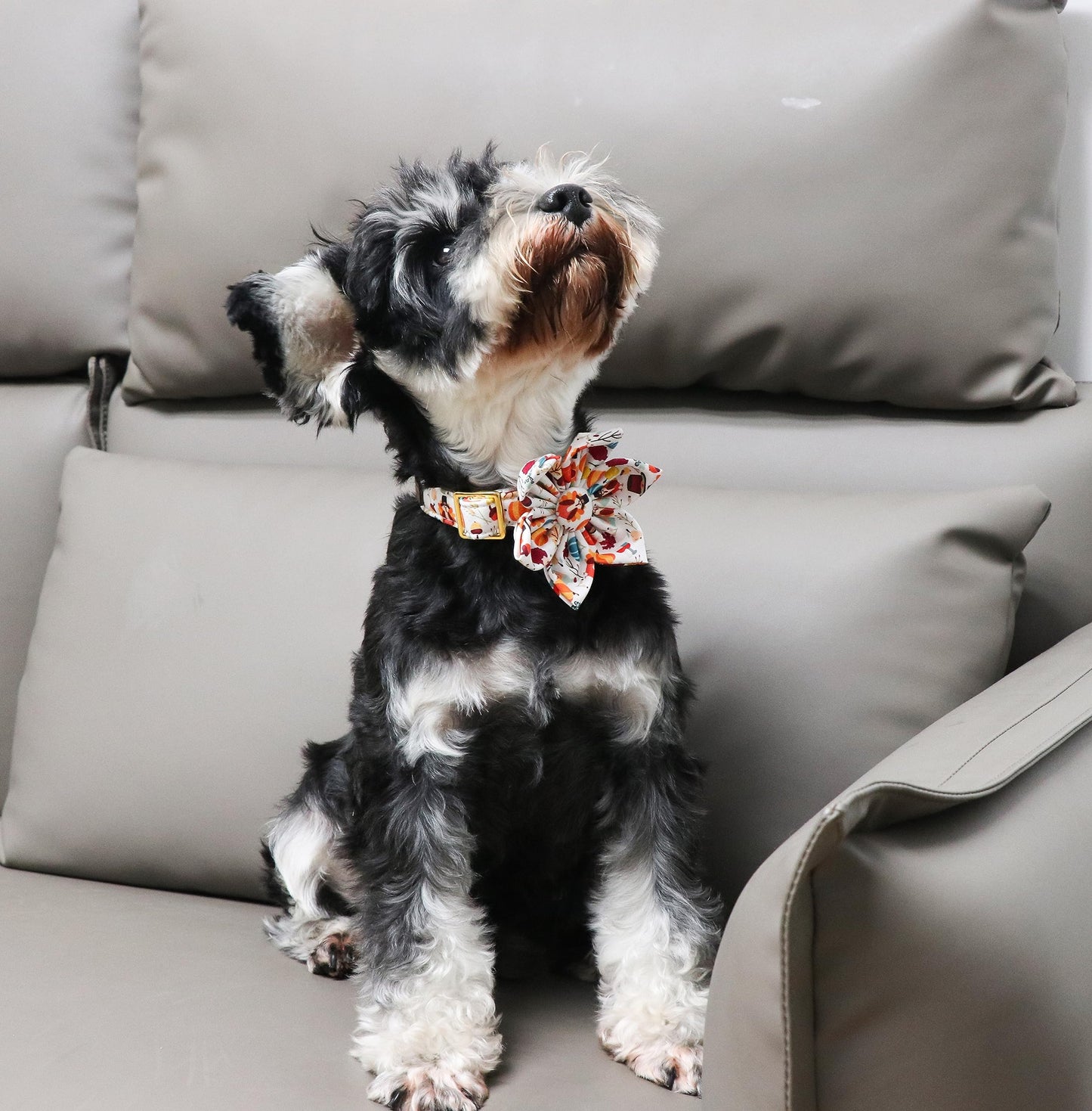 Unique Style Paws Cotton Dog Collar with Bow Halloween Pumpkin Plaid Dog Collar with Bow Tie for Small Medium Large Dogs Pets Gifts