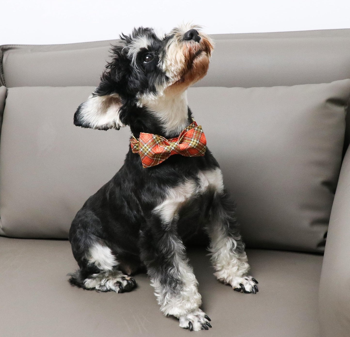 Unique Style Paws Cotton Dog Collar with Bow Halloween Pumpkin Plaid Dog Collar with Bow Tie for Small Medium Large Dogs Pets Gifts