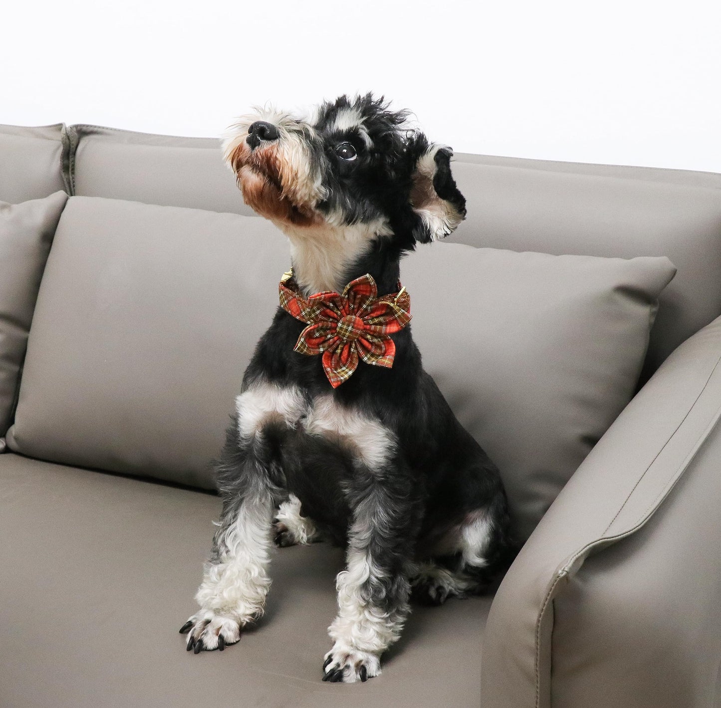 Unique Style Paws Cotton Dog Collar with Bow Halloween Pumpkin Plaid Dog Collar with Bow Tie for Small Medium Large Dogs Pets Gifts