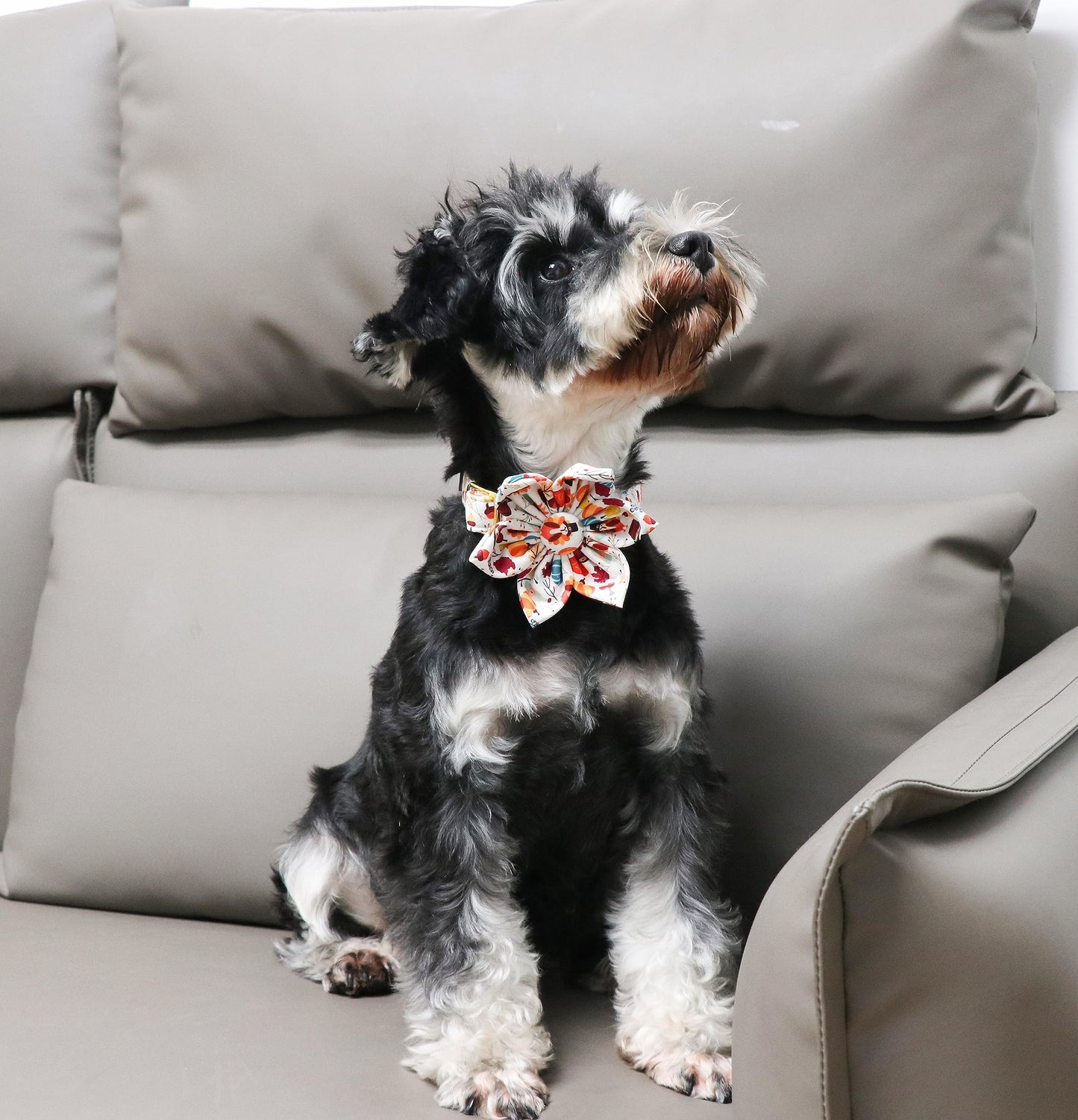 Unique Style Paws Cotton Dog Collar with Bow Halloween Pumpkin Plaid Dog Collar with Bow Tie for Small Medium Large Dogs Pets Gifts