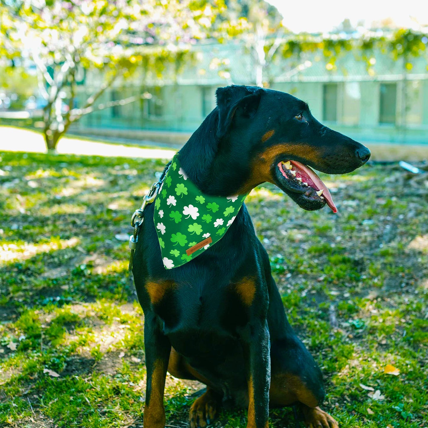 Realeaf Halloween Dog Bandanas 2 Pack, Pumpkin and Spider Web Bibs, Triangle Reversible Fall Pet Scarf, Premium Durable Fabric, Adjustable Fit (Large)