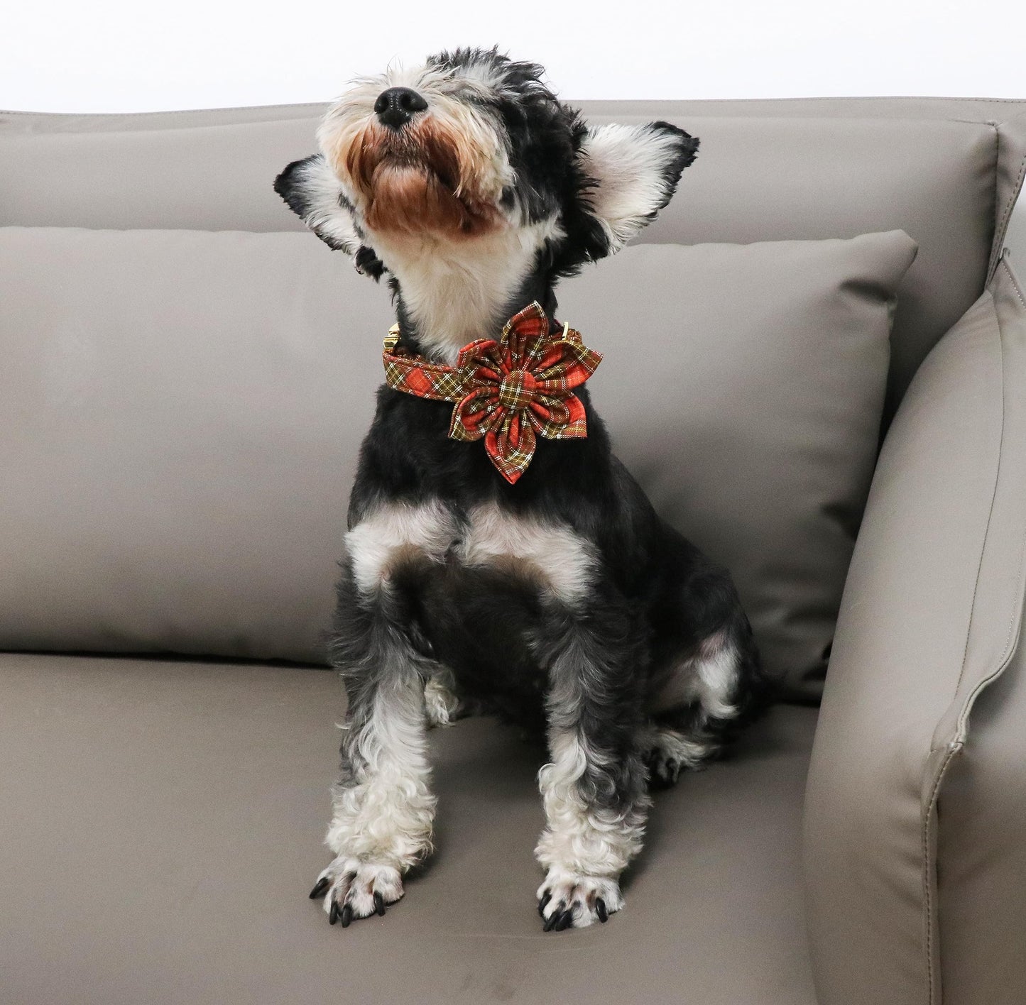 Unique Style Paws Cotton Dog Collar with Bow Halloween Pumpkin Plaid Dog Collar with Bow Tie for Small Medium Large Dogs Pets Gifts