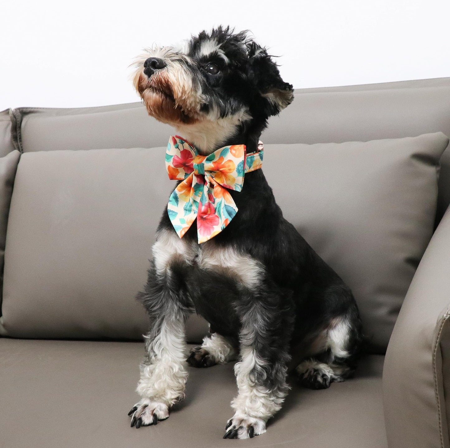 Unique Style Paws Cotton Dog Collar with Bow Halloween Pumpkin Plaid Dog Collar with Bow Tie for Small Medium Large Dogs Pets Gifts