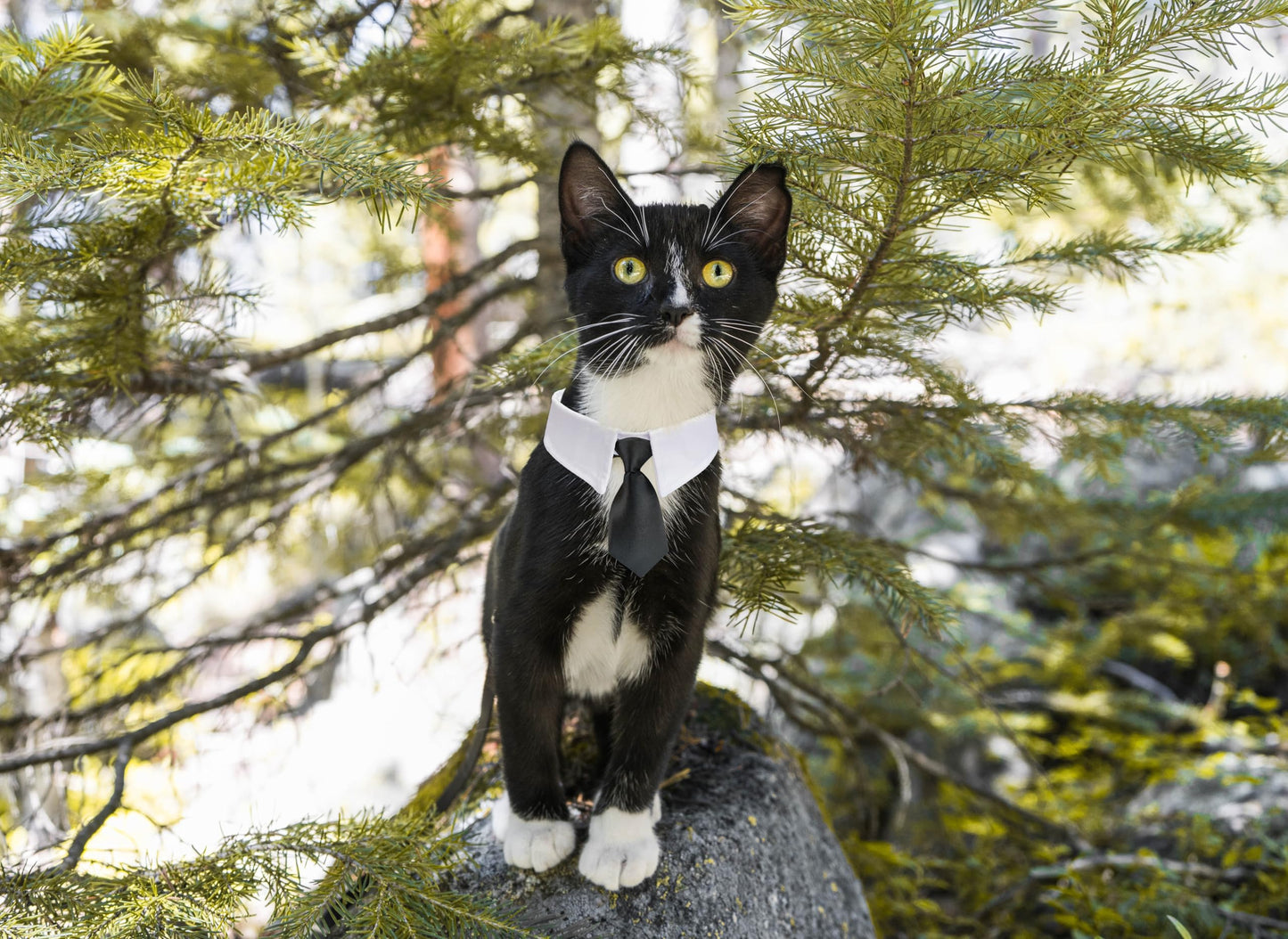 Dog Bow Tie, KOOLMOX Dog Bowtie Collar Black, Adjustable White Dog Tuxedo Collar with Black Dog Neck Bow Tie for Medium Large Boy Dog Wedding Formal Tuxedo Suit Tux Outfits Birthday Costumes