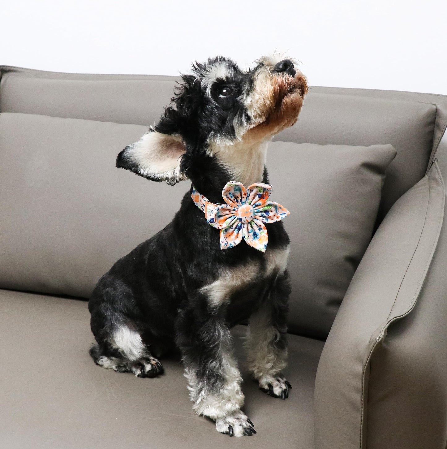 Unique Style Paws Cotton Dog Collar with Bow Halloween Pumpkin Plaid Dog Collar with Bow Tie for Small Medium Large Dogs Pets Gifts