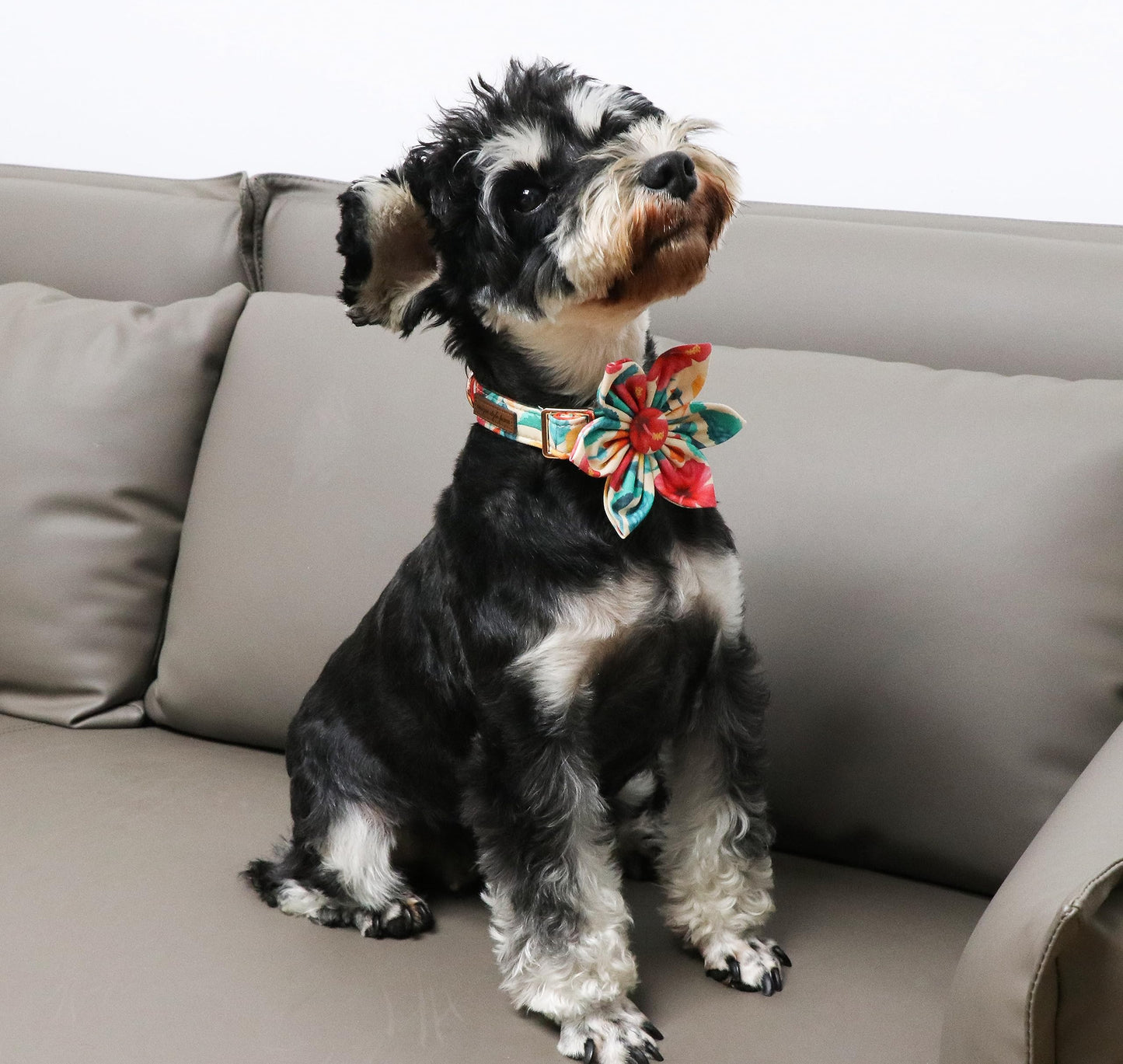 Unique Style Paws Cotton Dog Collar with Bow Halloween Pumpkin Plaid Dog Collar with Bow Tie for Small Medium Large Dogs Pets Gifts