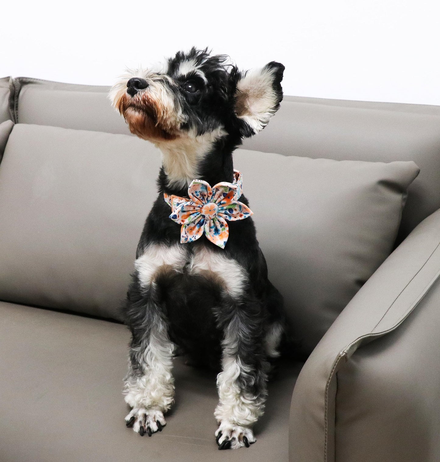 Unique Style Paws Cotton Dog Collar with Bow Halloween Pumpkin Plaid Dog Collar with Bow Tie for Small Medium Large Dogs Pets Gifts