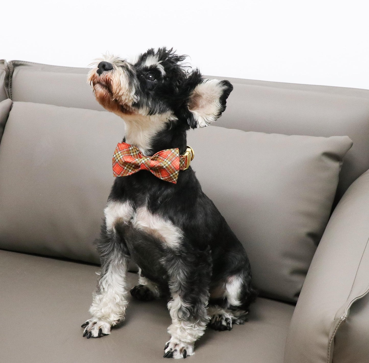 Unique Style Paws Cotton Dog Collar with Bow Halloween Pumpkin Plaid Dog Collar with Bow Tie for Small Medium Large Dogs Pets Gifts