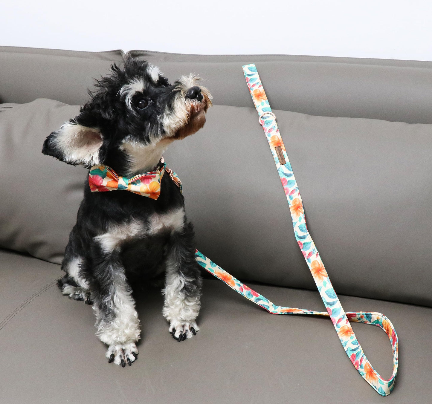 Unique Style Paws Cotton Dog Collar with Bow Halloween Pumpkin Plaid Dog Collar with Bow Tie for Small Medium Large Dogs Pets Gifts