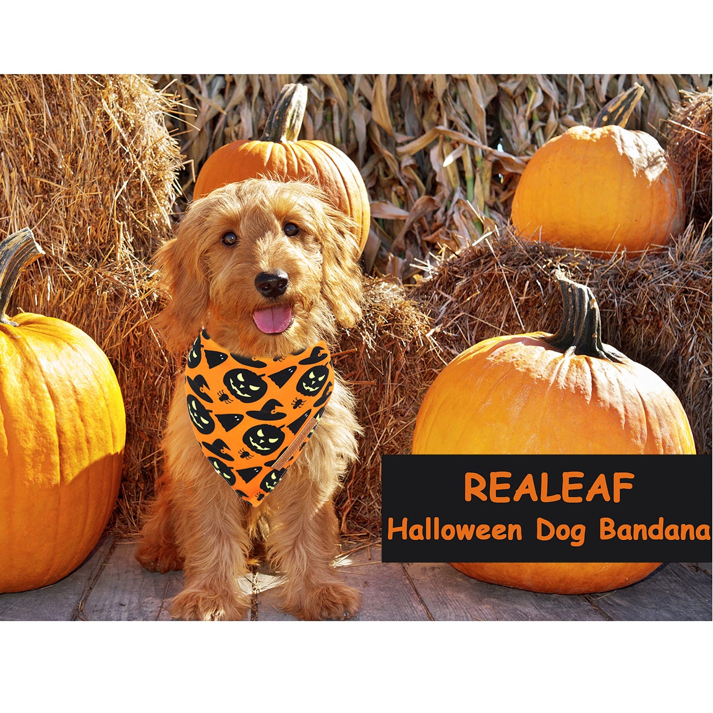 Realeaf Halloween Dog Bandanas 2 Pack, Pumpkin and Spider Web Bibs, Triangle Reversible Fall Pet Scarf, Premium Durable Fabric, Adjustable Fit (Large)