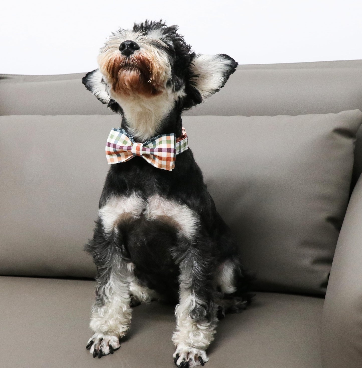 Unique Style Paws Cotton Dog Collar with Bow Halloween Pumpkin Plaid Dog Collar with Bow Tie for Small Medium Large Dogs Pets Gifts